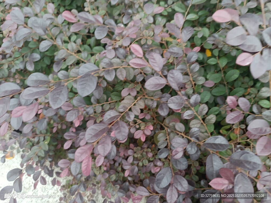 紫叶植物特写