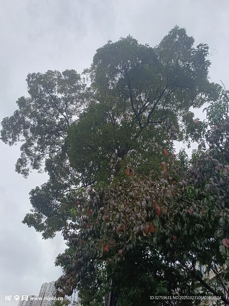 高大树木枝叶繁茂