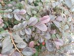 粉紫色多肉植物叶片特写
