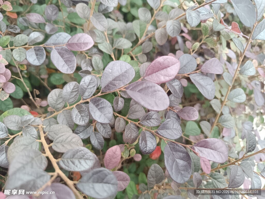 粉紫色多肉植物叶片特写