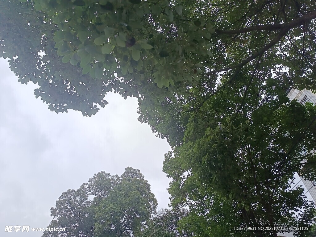 仰视茂密树林树冠
