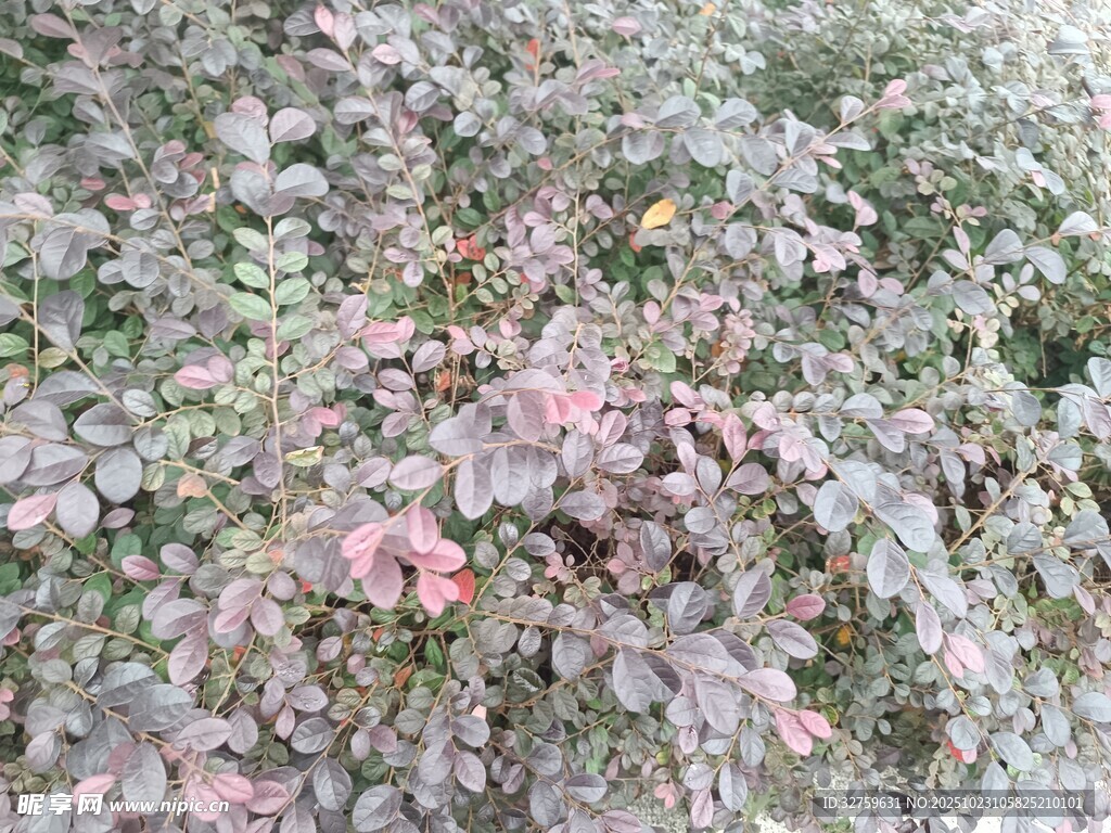 多彩叶片的灌木丛