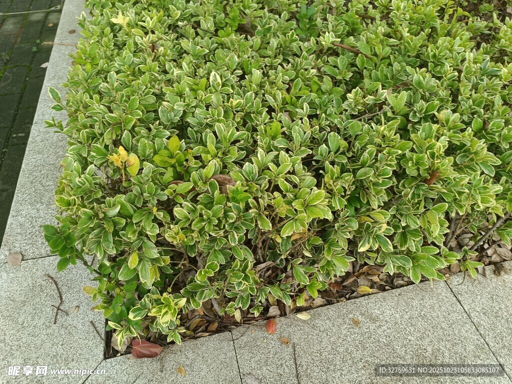 路边翠绿繁茂的低矮植物