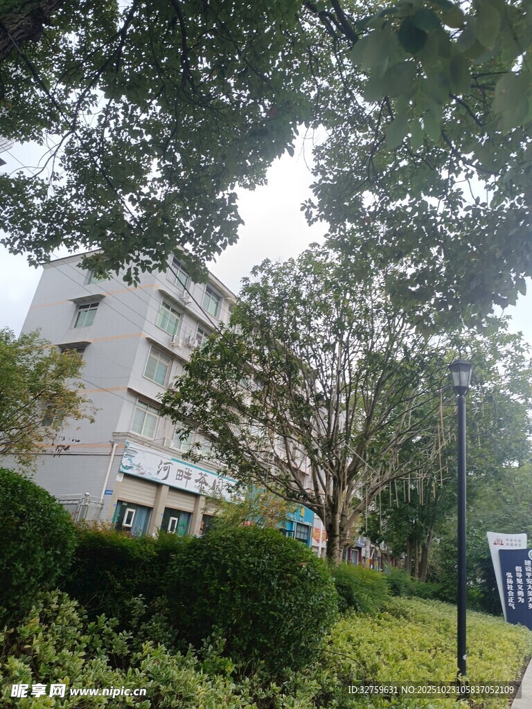 绿树环绕的现代建筑