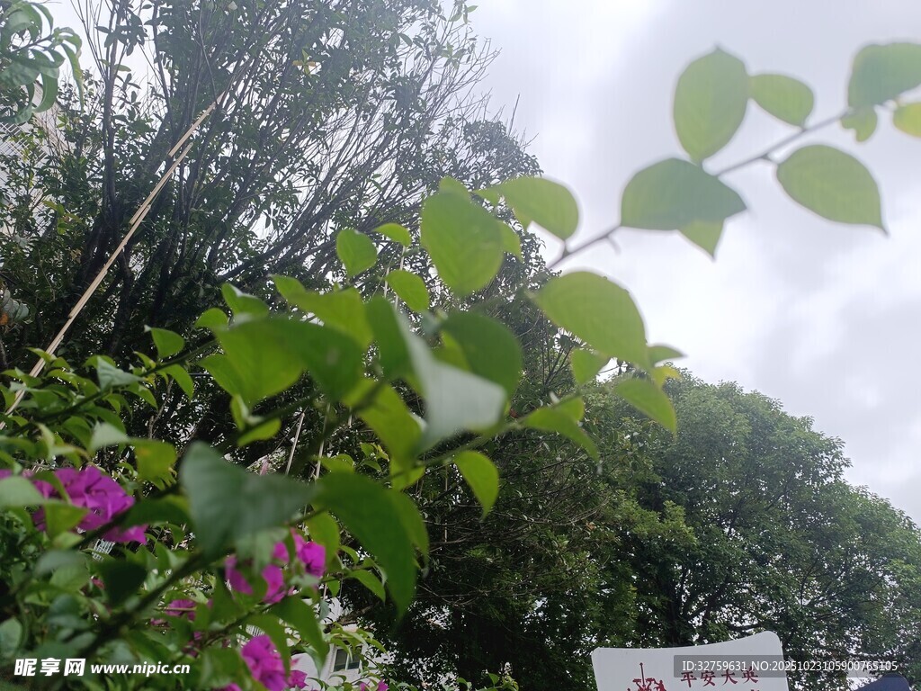 绿叶繁花间的自然景致