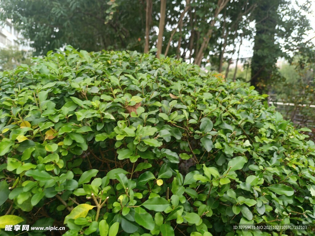 茂盛绿植景观