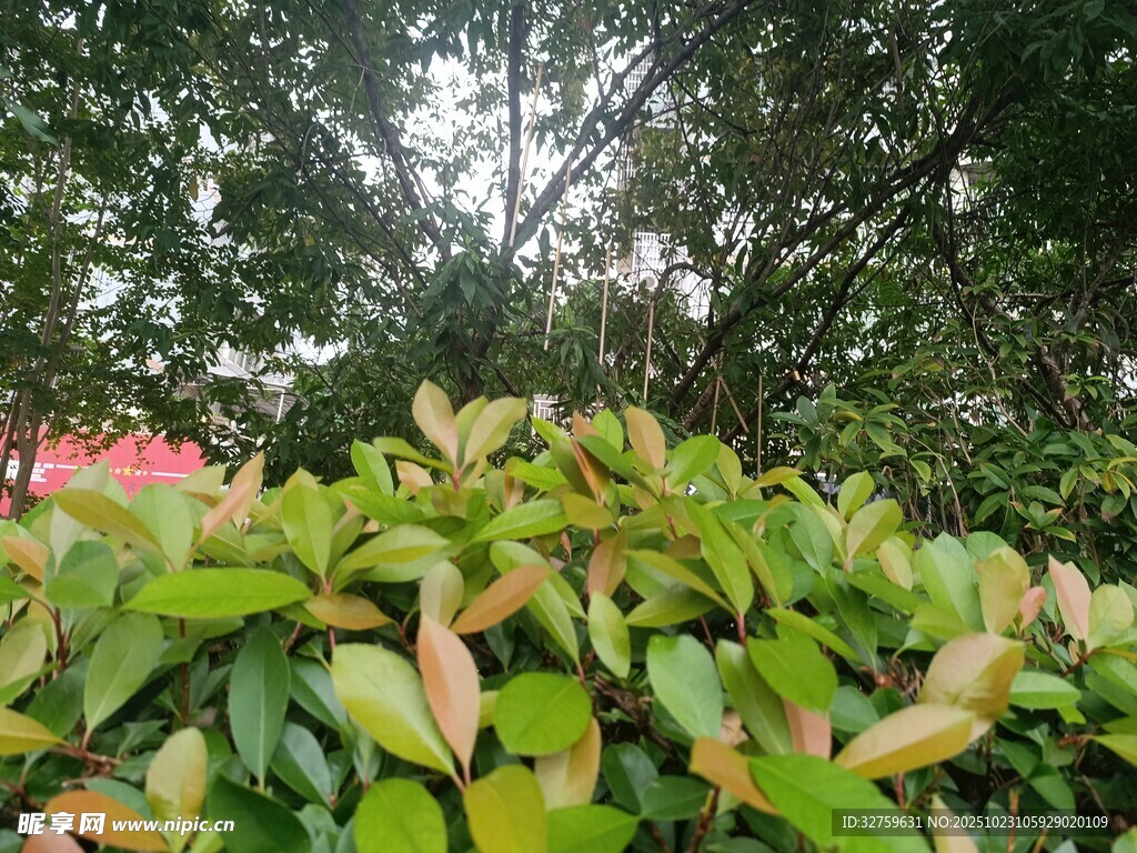 绿叶繁花的自然景致