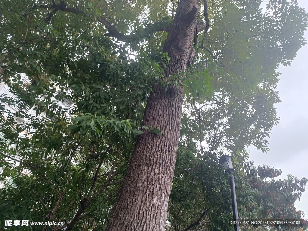 高大挺拔的茂盛树木