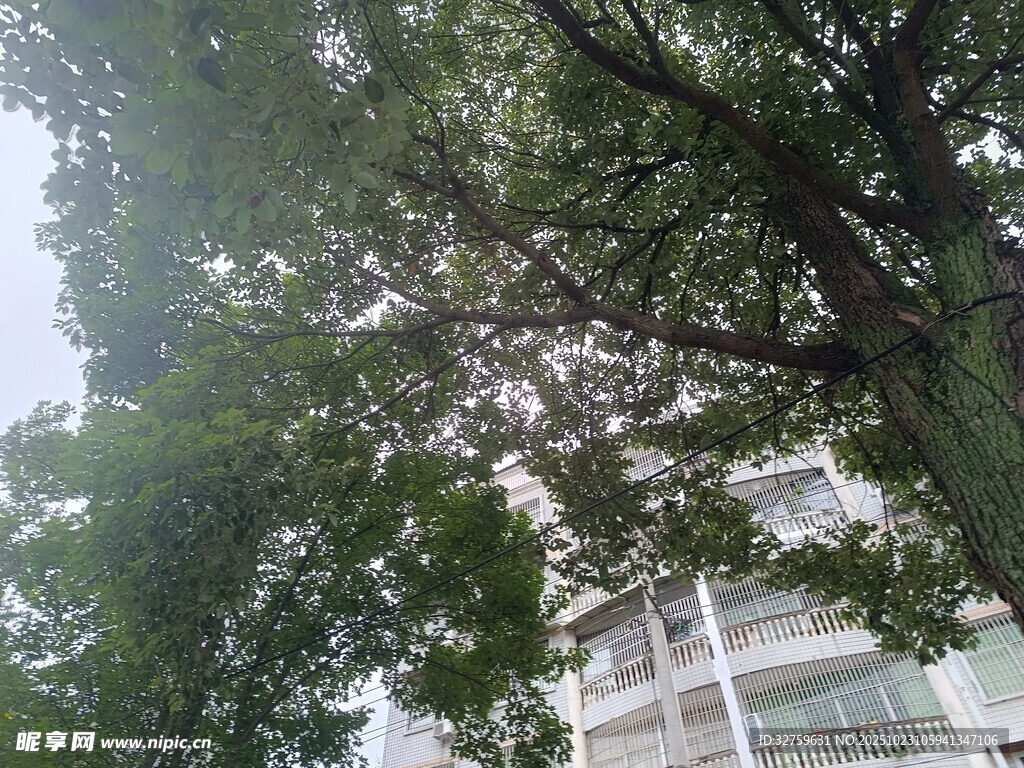 绿树掩映下的现代建筑