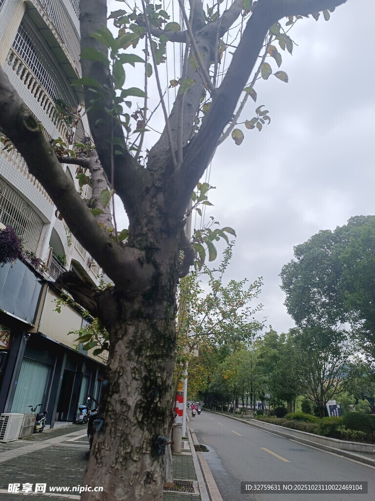 街道旁枝叶稀疏的树木