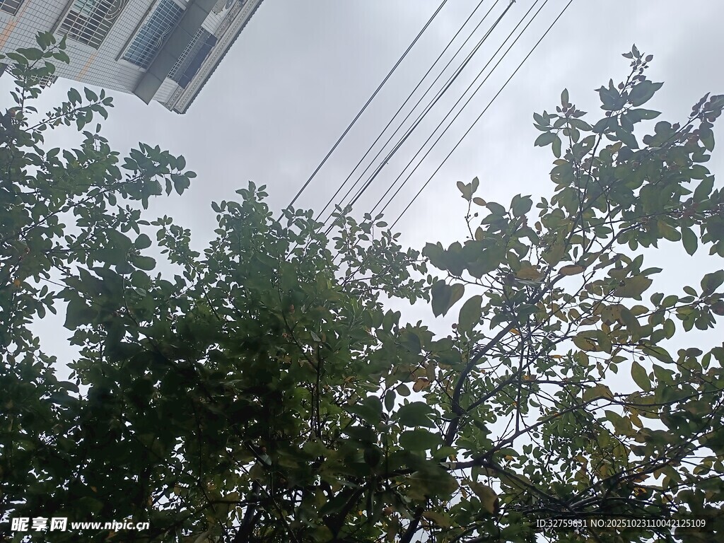 仰视视角下的树木与电线