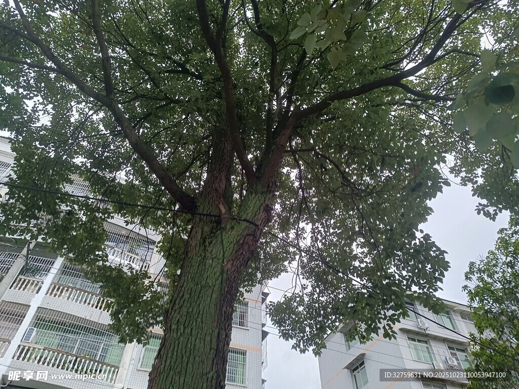 高大繁茂的街边大树