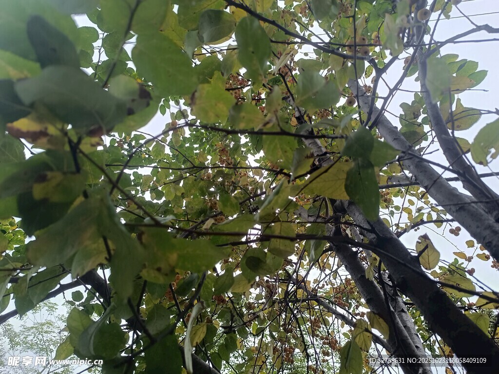 繁茂枝叶下的光影世界
