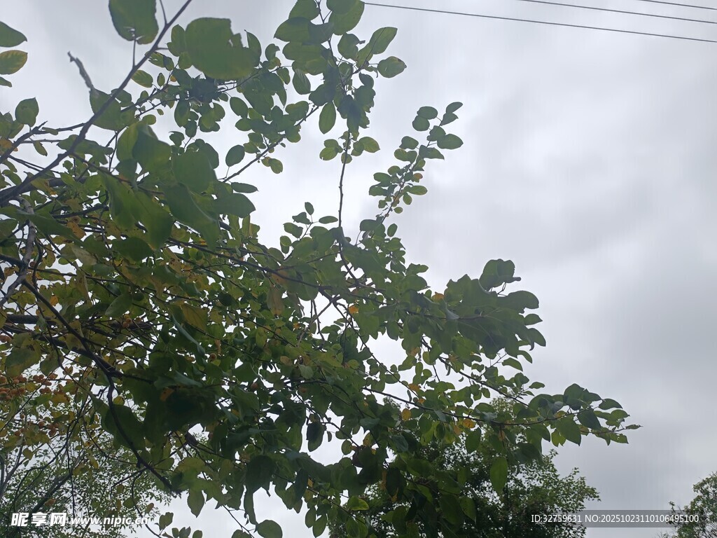 枝叶繁茂的树木