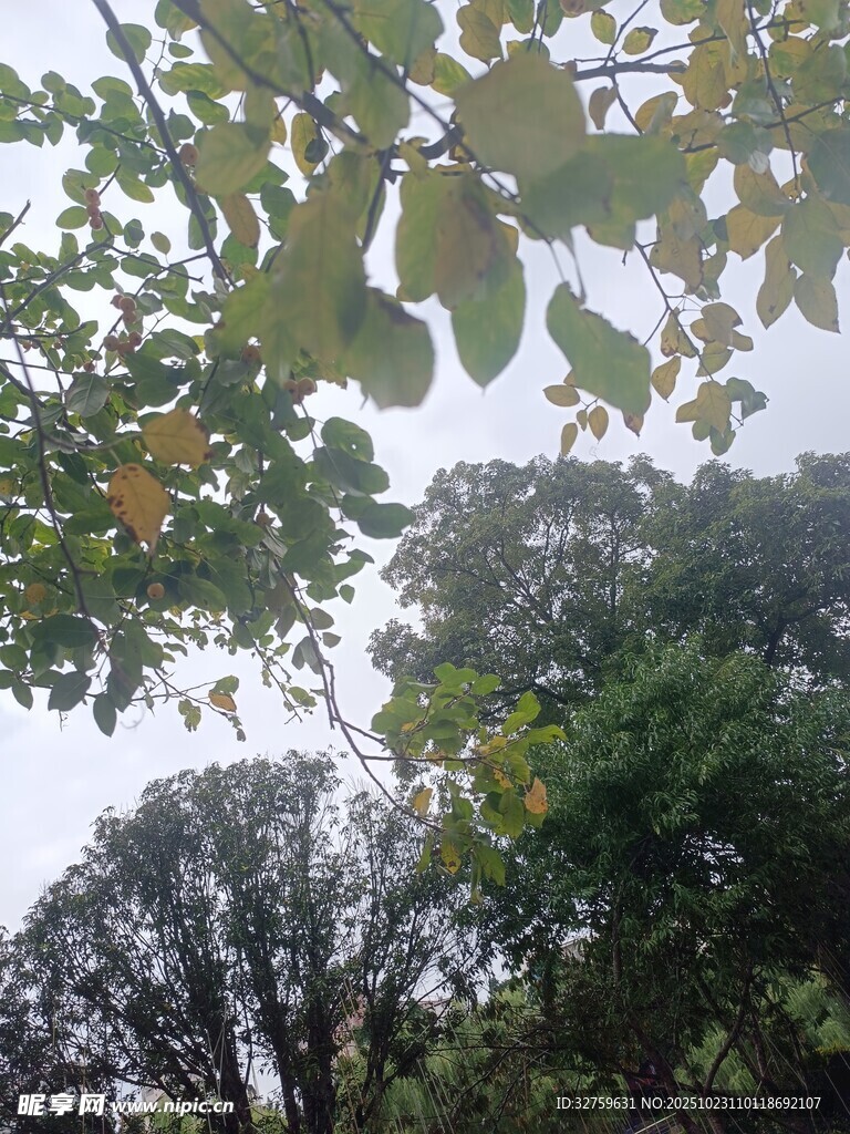 树叶间的天空与树木