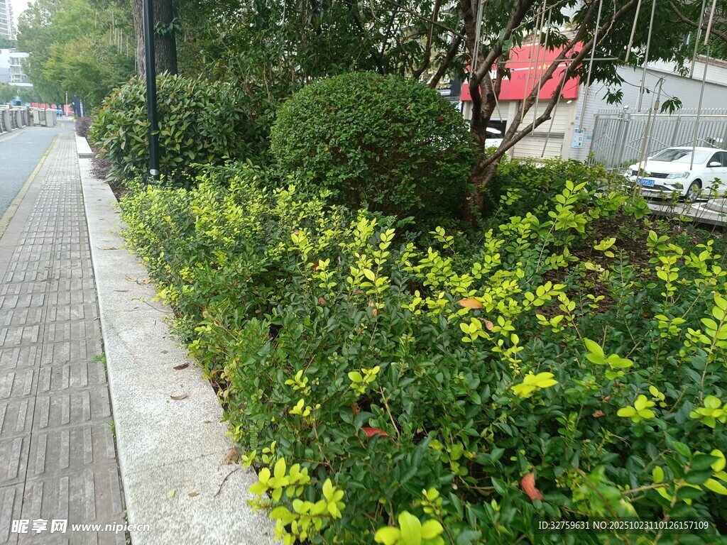 路边绿植景观