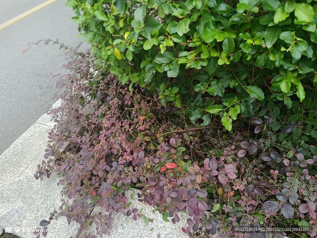 路边多彩灌木丛景观