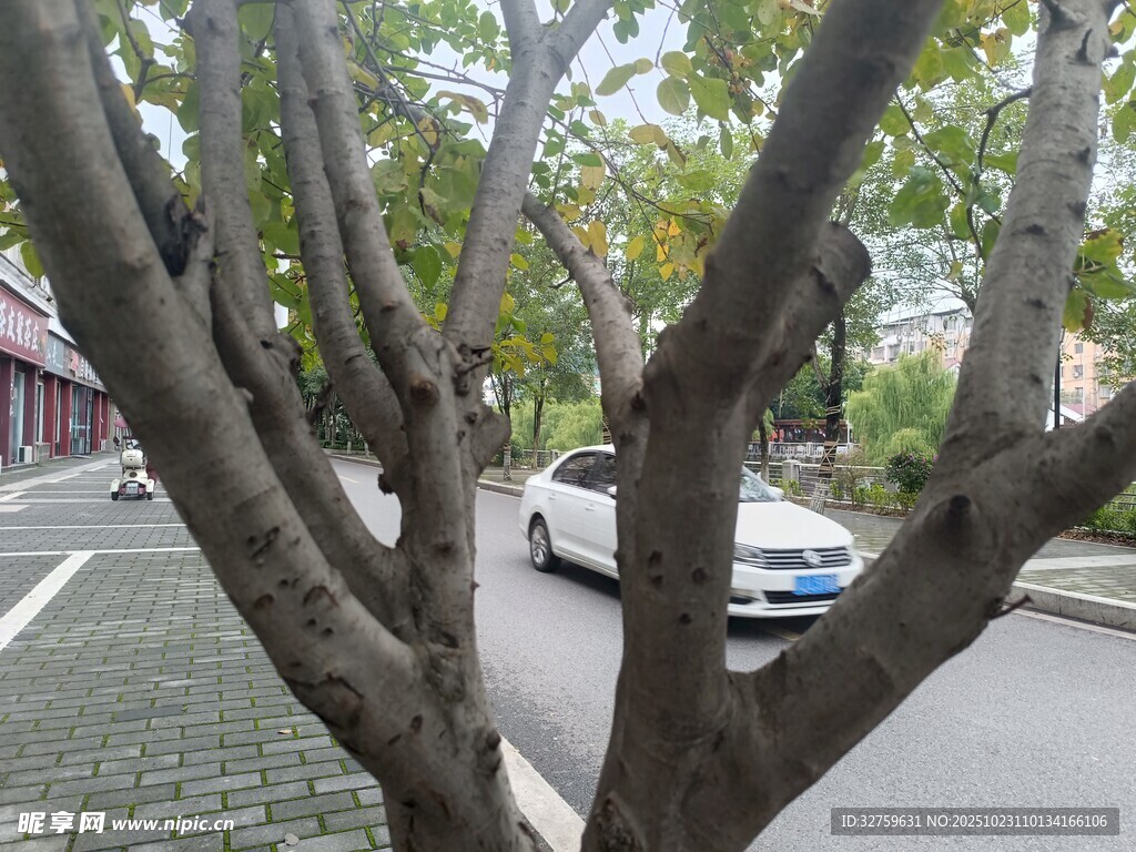 路边虬曲树枝下的车辆