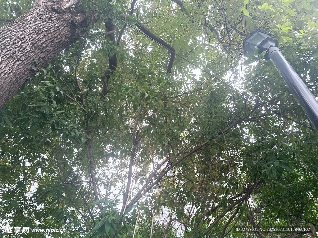 仰视茂密树林中的树干