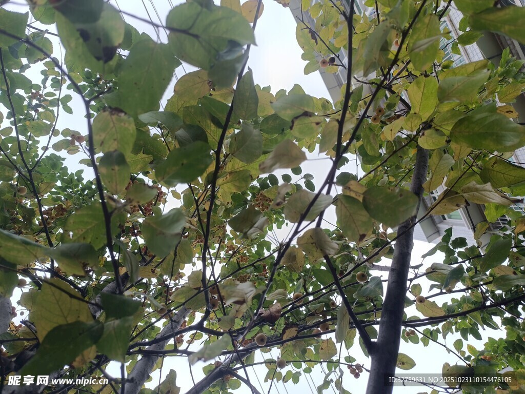 枝叶繁茂的树木景观