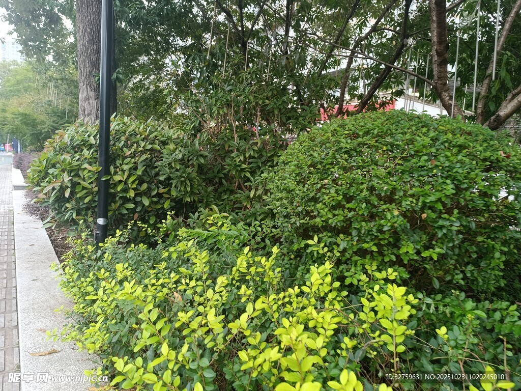 路边繁茂绿植景观