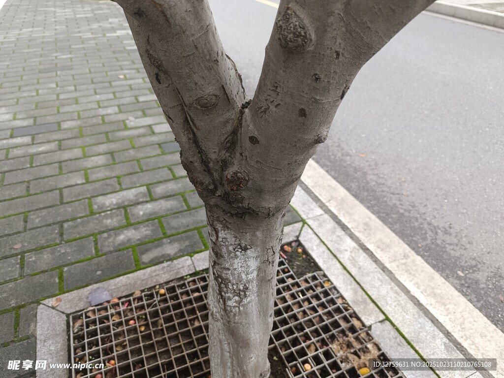 街边树干与护树网格
