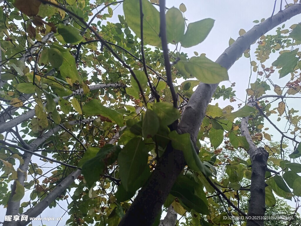 繁茂枝叶间的自然景致