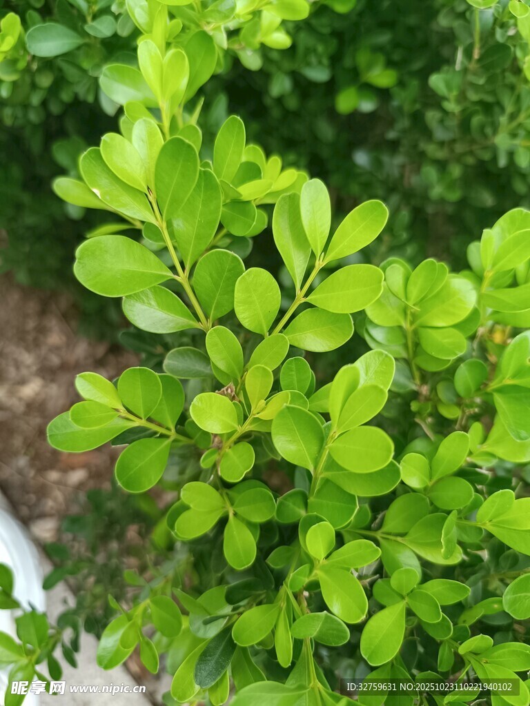 翠绿叶片的生机植物