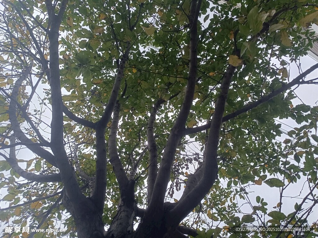 繁茂大树仰拍景象