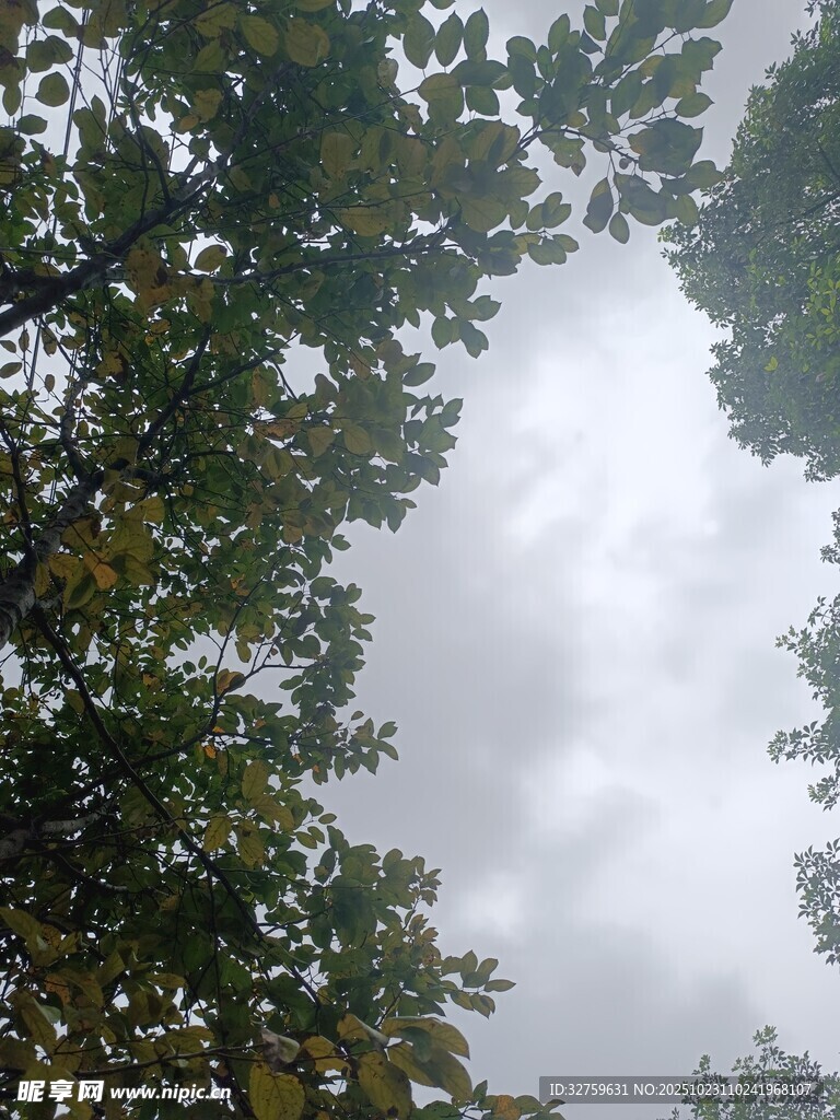 仰视树冠与阴沉天空
