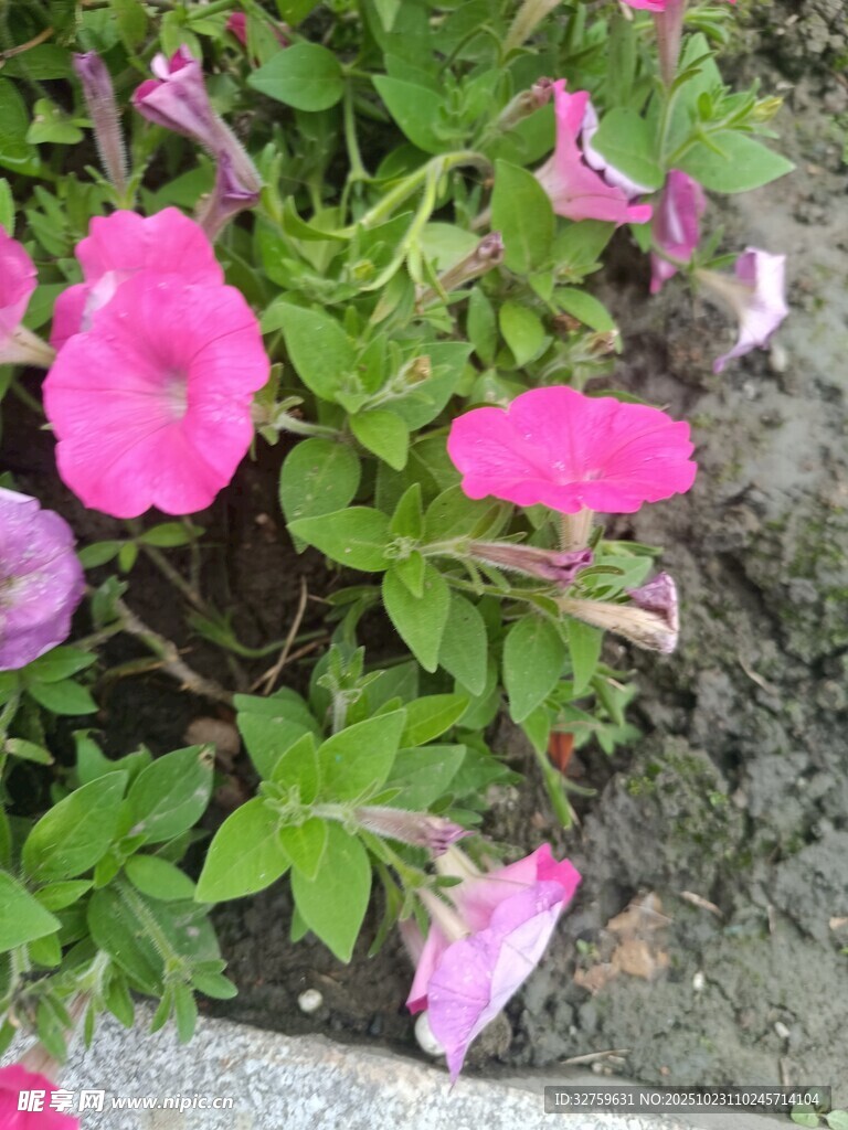 娇艳粉色矮牵牛花绽放