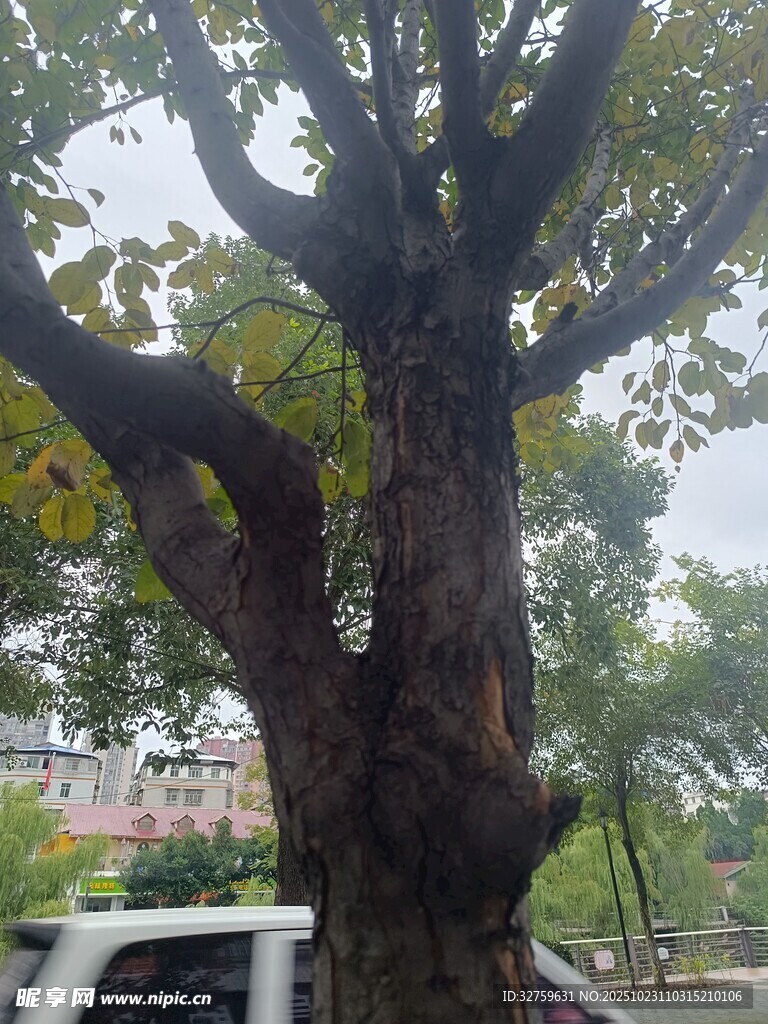 粗壮繁茂的大树