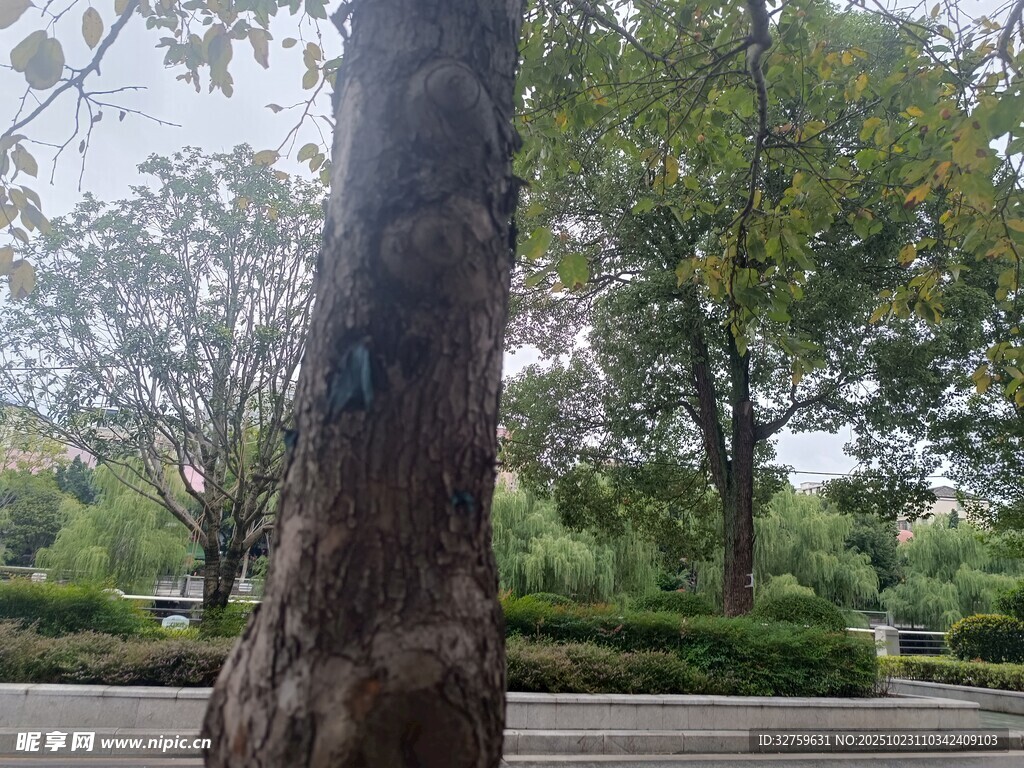 公园中粗壮的树干与绿树