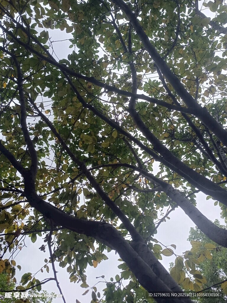 仰视繁茂树枝与天空