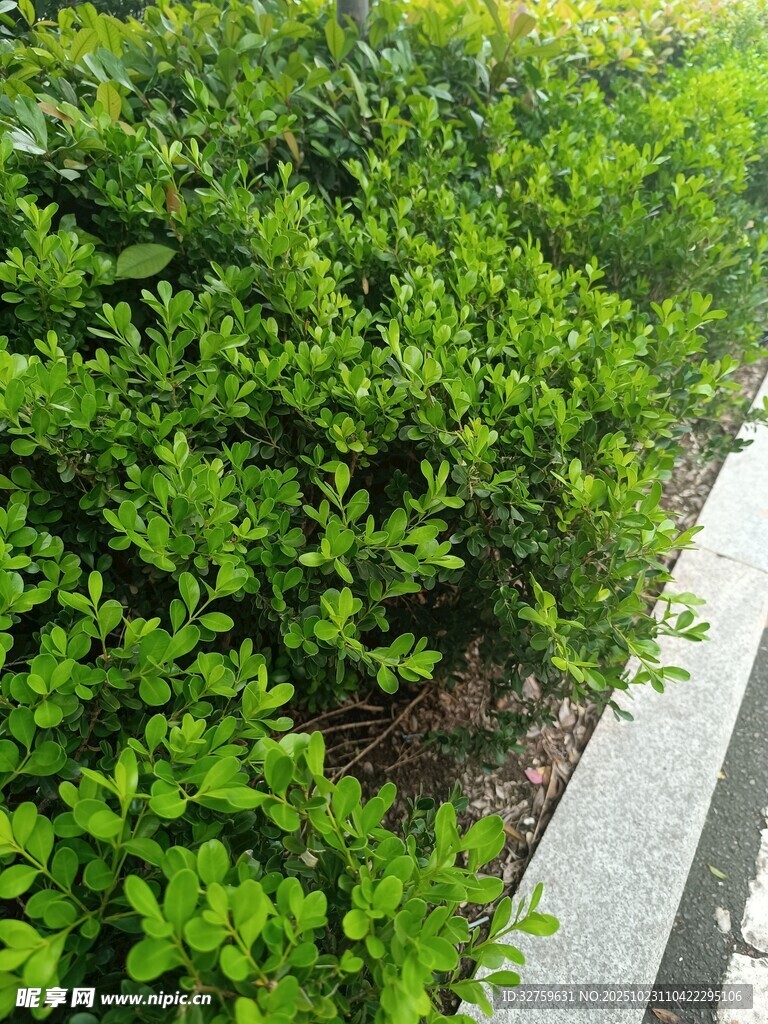 路边翠绿灌木丛景观