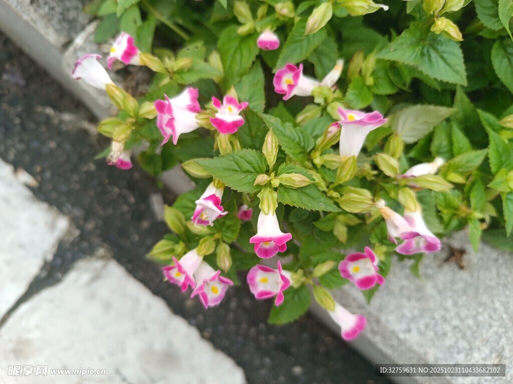路边绽放的粉白相间花朵