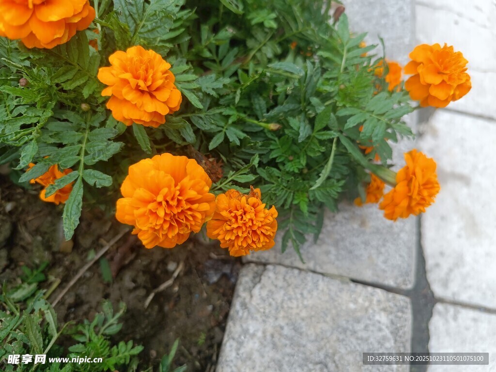 橙色万寿菊绽放于石边