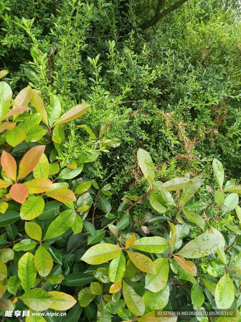 绿叶红边的繁茂植物