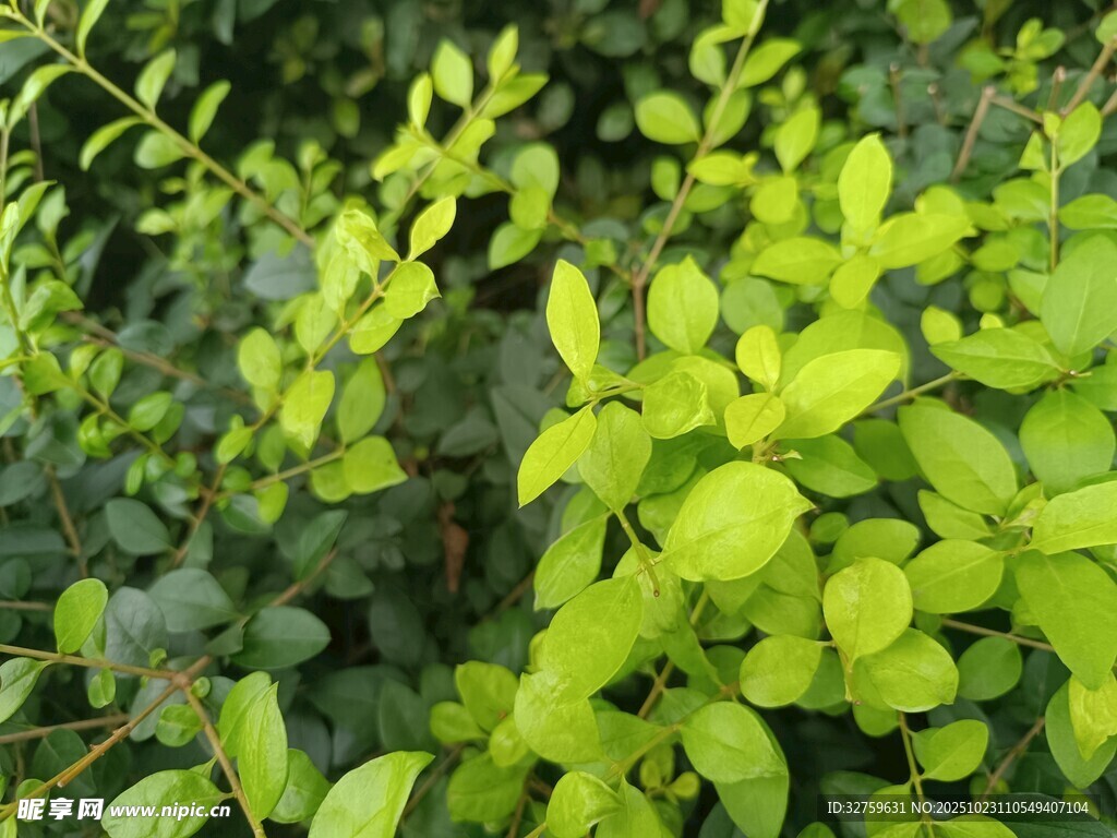 翠绿新叶植物生机勃勃