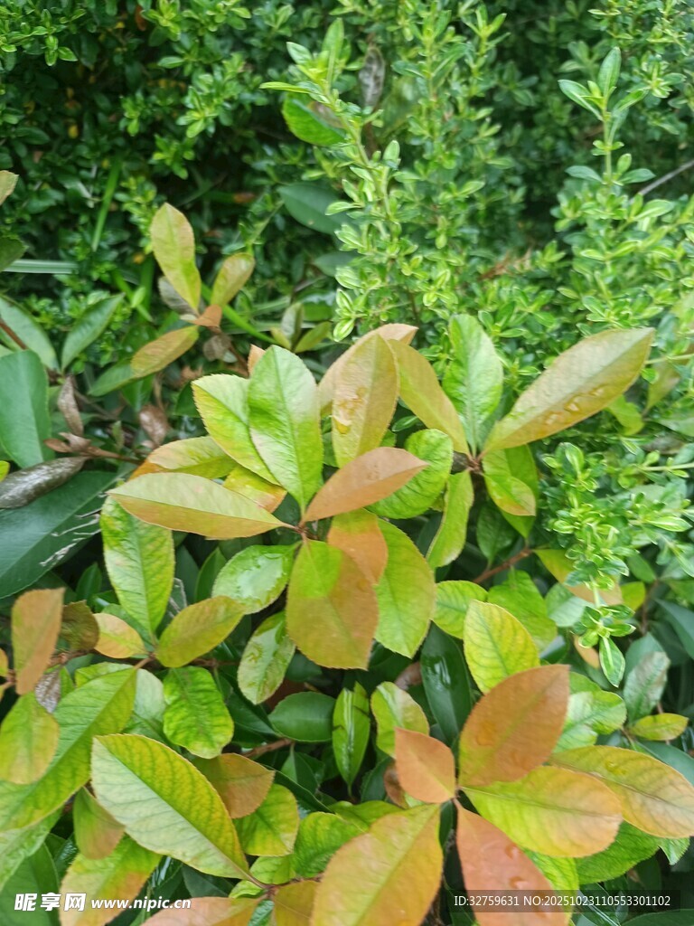 多彩叶片的绿植景观