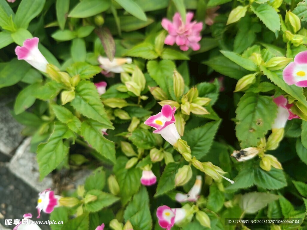 粉色小花绽放绿叶间