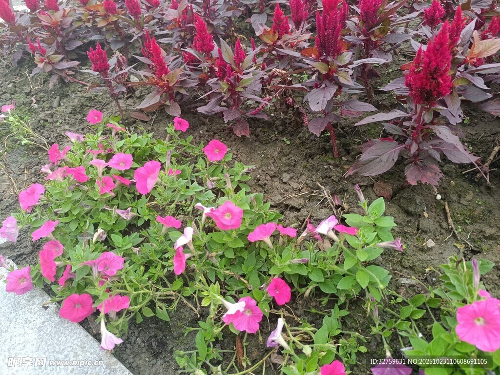 多彩花卉装点美丽景致