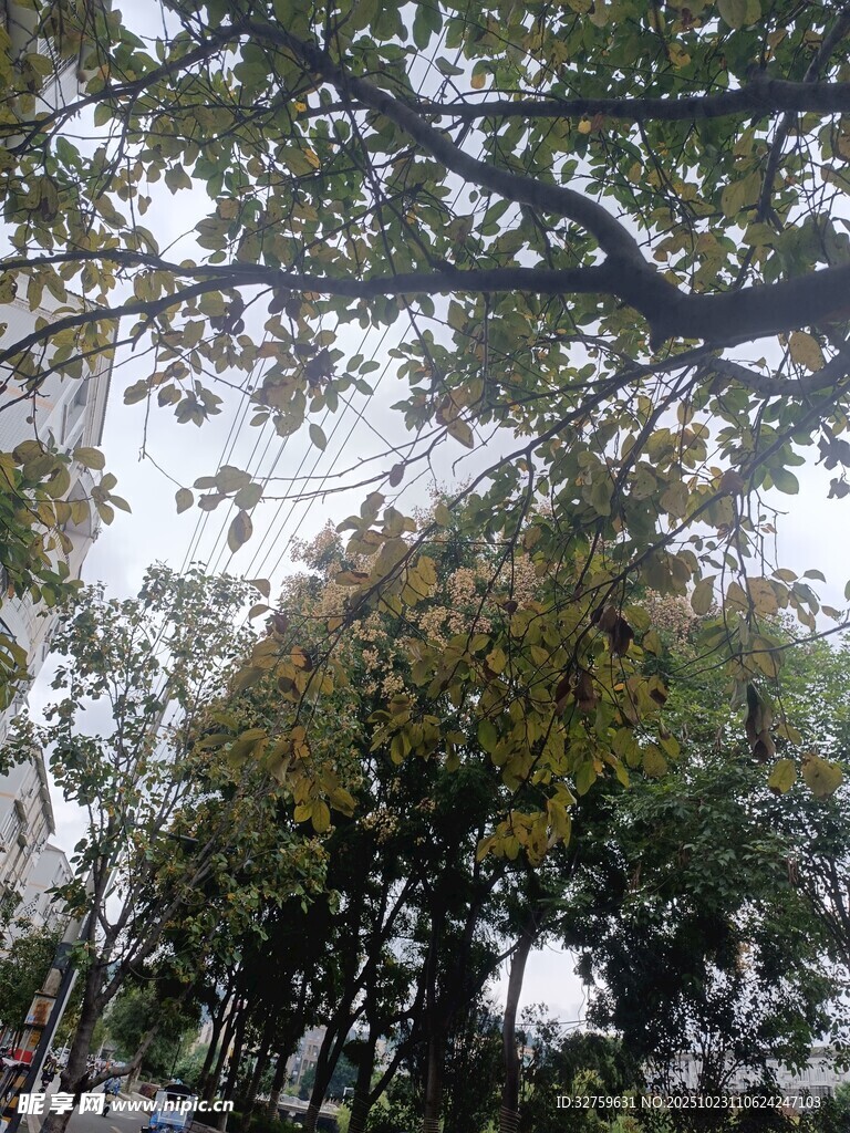 繁茂枝叶下的自然景致