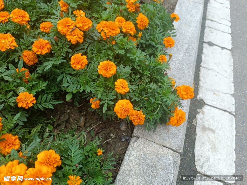 路边盛放的橙色万寿菊