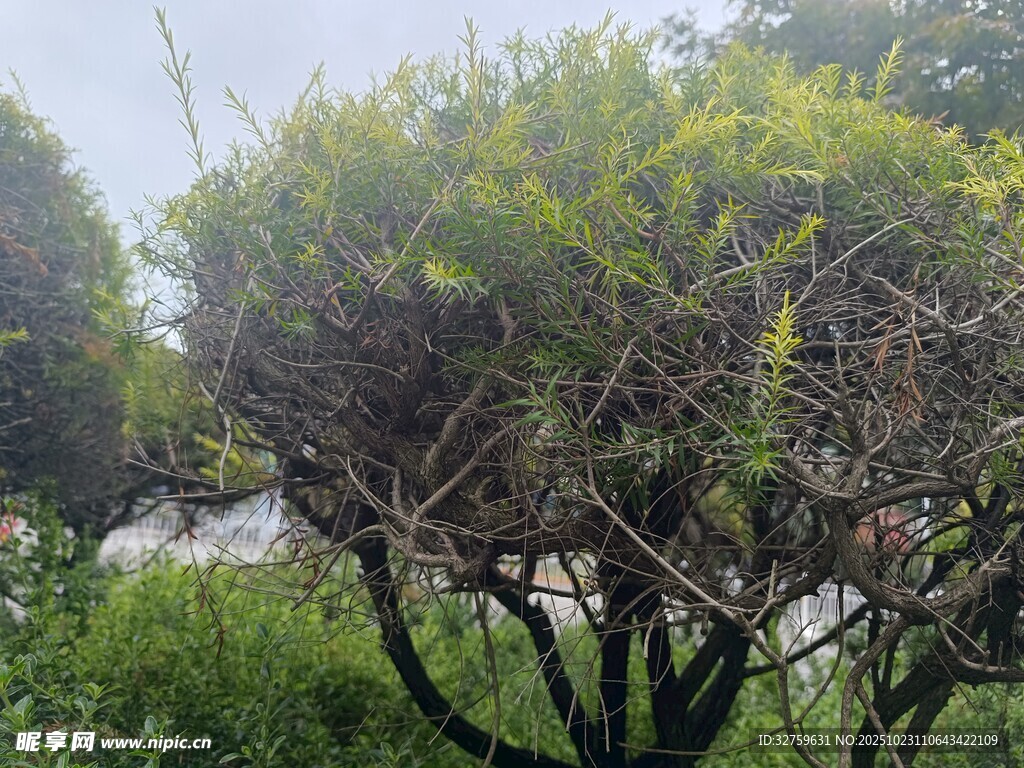 户外繁茂绿植景观