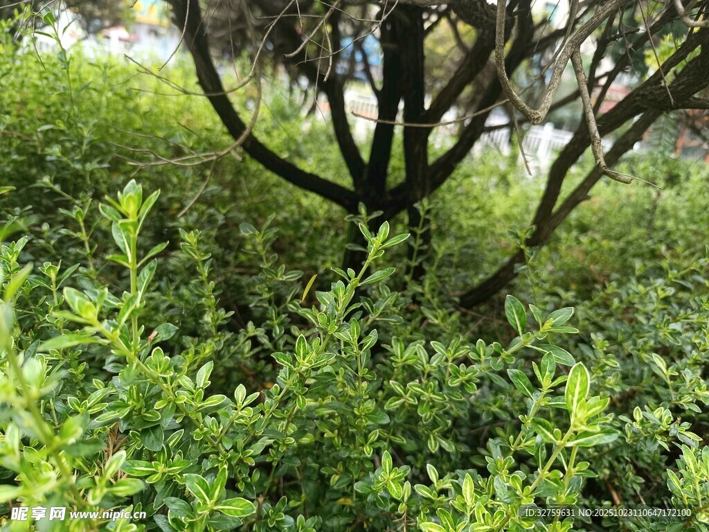 繁茂绿植中的树木