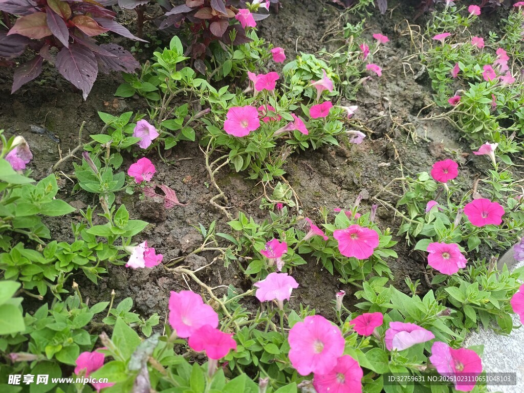 粉色花朵绽放于绿叶间