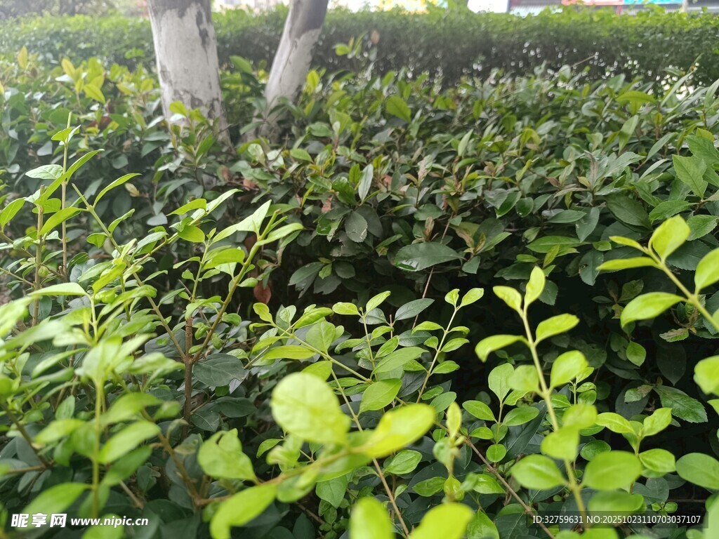 绿意盎然的灌木丛景观