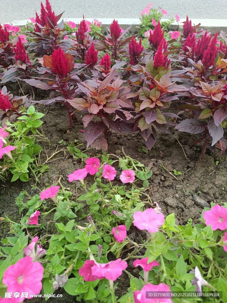 多彩花卉装点美丽花园