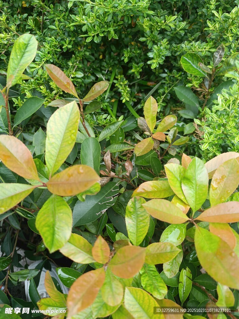 多彩叶片的绿植景观